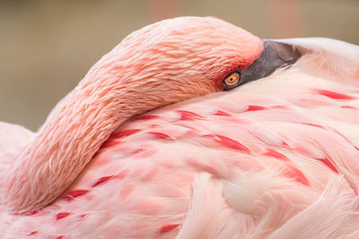 Close-up of swan