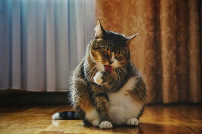 Cat sitting on floor at home