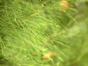 Close-up of dew drops on plant