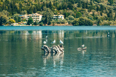 Birds in lake