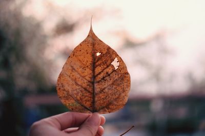 Close-up of hand holding maple leaf during autumn