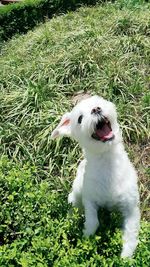 White dog on field