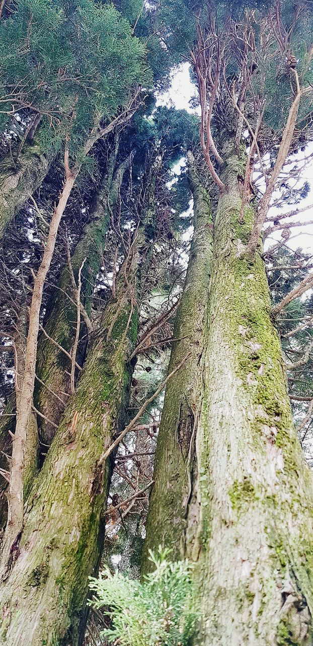 tree, nature, tree trunk, tranquil scene, forest, tranquility, day, outdoors, no people, beauty in nature, growth, scenics, landscape, water, branch