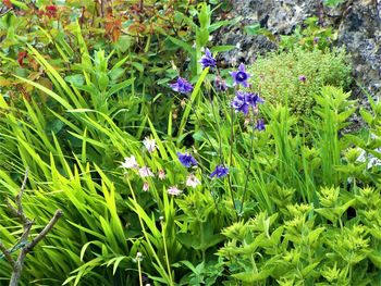 Close-up of purple flowering plants on land