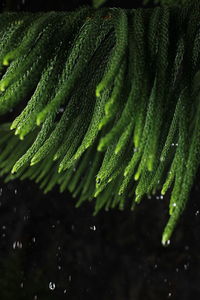 Close-up of wet leaves