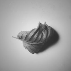 Close-up of food on white background