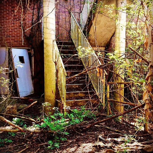 architecture, built structure, building exterior, house, abandoned, building, plant, residential structure, steps, old, residential building, damaged, staircase, obsolete, the way forward, run-down, railing, day, tree, deterioration