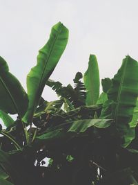 Low angle view of tree against sky