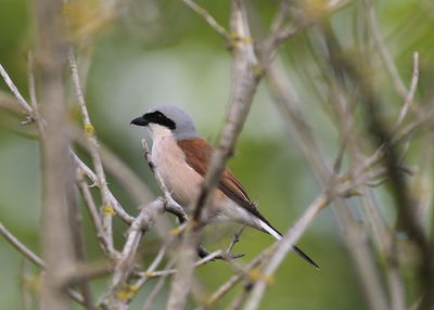 Close-up of bird perching on branch