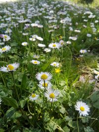 Flowers blooming outdoors