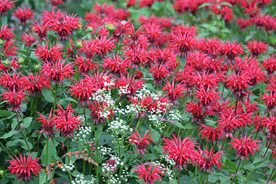 High angle view of red flowering plants