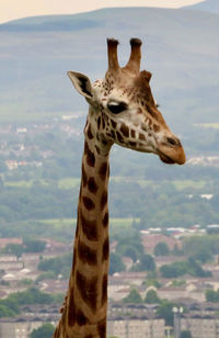 giraffe