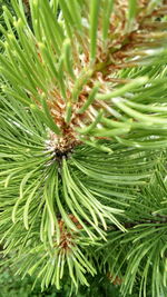 Close-up of fresh green plant