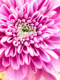 Close-up of pink dahlia