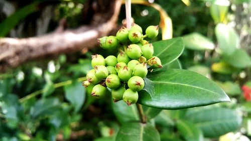 Close-up of fruit growing on tree