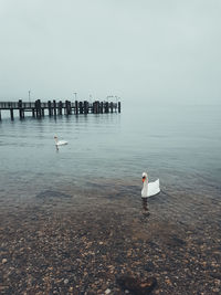 Rear view of person on bird by sea against clear sky