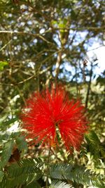 Close-up of red flower blooming in park