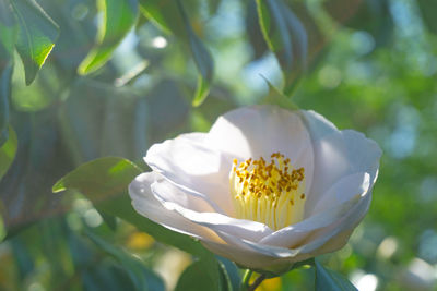 Close-up of white flowering plant