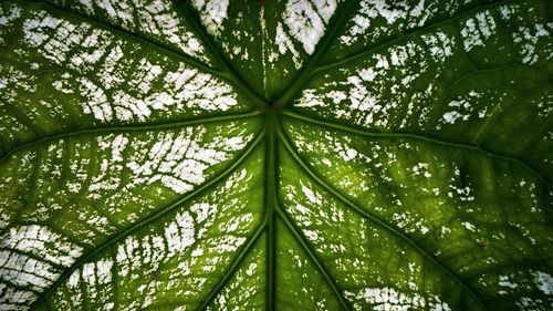 Low angle view of leaves