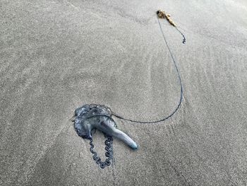 High angle view of dead jellyfish at beach