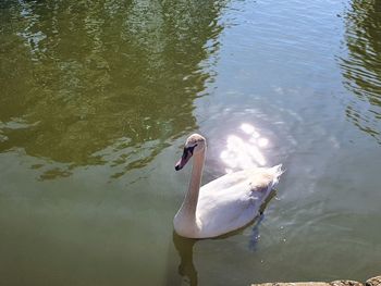 High angle view of swan swimming in lake