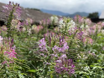 Close-up of purple flowering plants on field