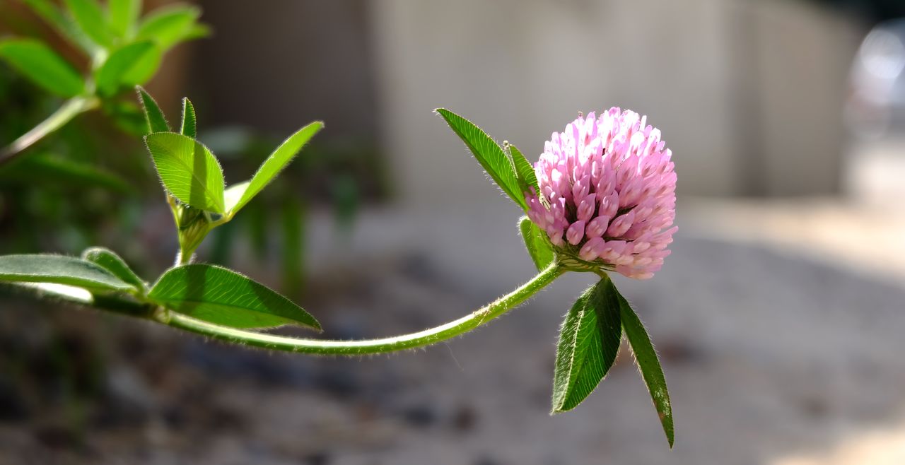 growth, plant, leaf, green color, nature, flower, fragility, focus on foreground, freshness, beauty in nature, outdoors, no people, close-up, day, new life, flower head