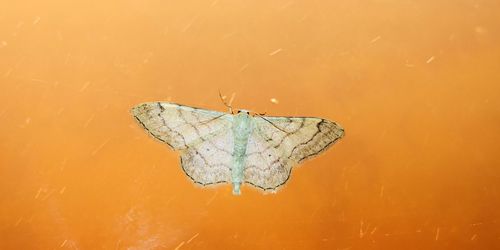 Close-up of butterfly on leaf