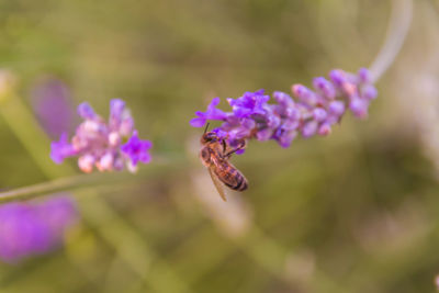 Close-up of insect pollinating on purple flower