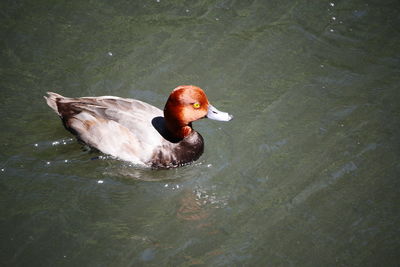 Ducks swimming in lake