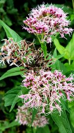 Close-up of pink flowers