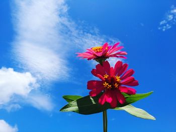Low angle view of red flowering plant against blue sky