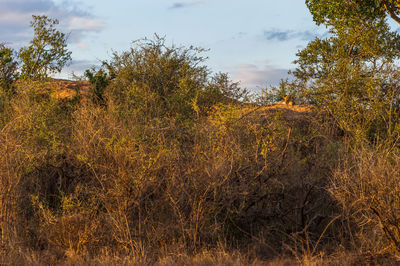 Plants growing on landscape against sky