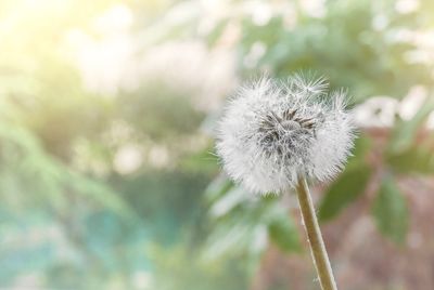 Close-up of dandelion