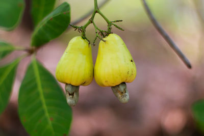 Close-up of fruits growing on plant