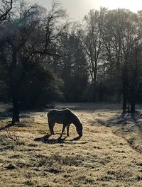 Horse on landscape against trees