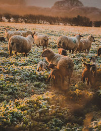 Sheep in a field