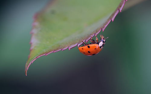 Close-up of ladybug on leaf
