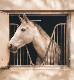 View of horse in stable