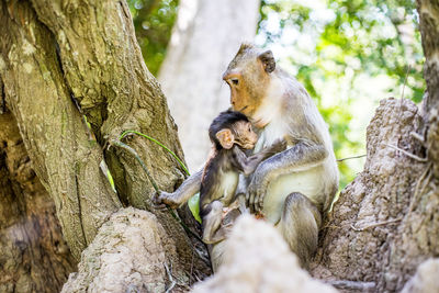 Monkey with baby in angkor