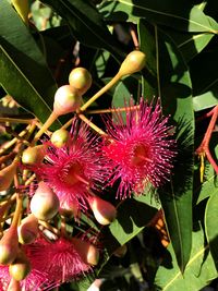 Close-up of flower growing on tree