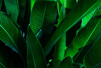 Close-up of green leaves