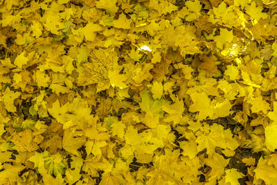 Close-up of yellow flowers