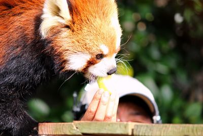 Close-up of cat eating outdoors