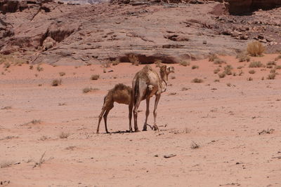 Camel and baby camel in wadi rum