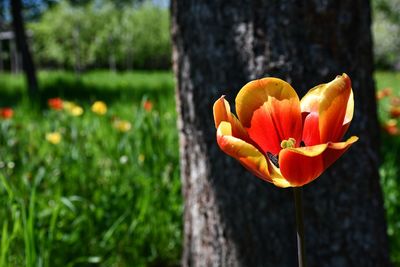 Close-up of orange flower on field