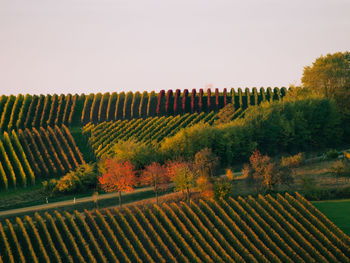 Scenic view of field against sky during autumn