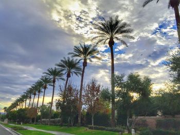 Low angle view of palm trees against sky