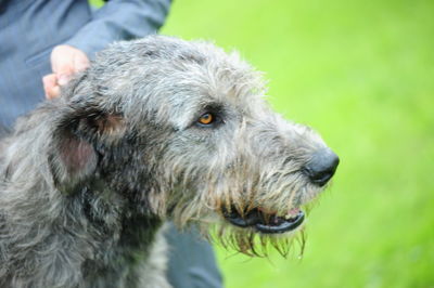 Close-up of dog looking away