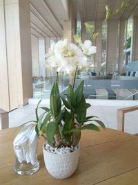 White flowers in vase on table